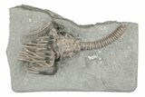 Fossil Crinoid with Starfish - Crawfordsville, Indiana #215817-1